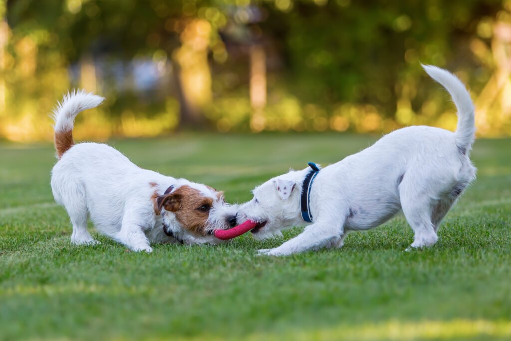 two dogs playing tug of war with disc