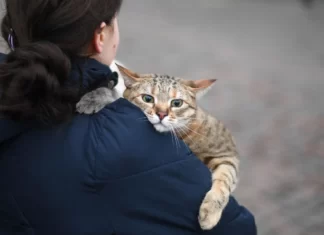 ভারতীয়রা নিজের পোষ্যকে উদ্ধার না করে নিজেদের উদ্ধার করেনা ukraine india