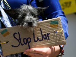 ইউক্রেন থেকে কুকুর নিয়ে ভারতে ফিরেছে এক ভারতীয়! ukraine dog final