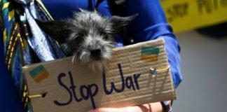 ইউক্রেন থেকে কুকুর নিয়ে ভারতে ফিরেছে এক ভারতীয়! ukraine dog final