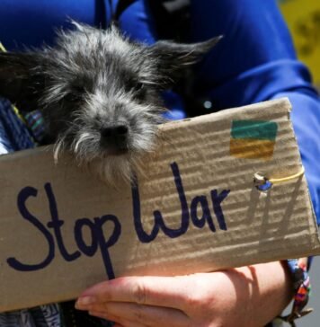 ইউক্রেন থেকে কুকুর নিয়ে ভারতে ফিরেছে এক ভারতীয়! ukraine dog final