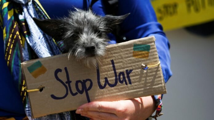 ukraine dog final