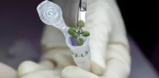 চাঁদের মাটিতে সবুজায়ন! পরবর্তী পদক্ষেপ কী?