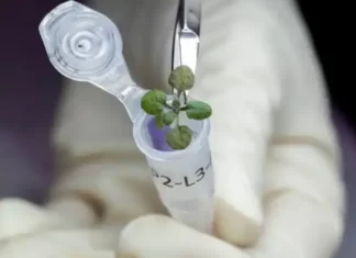 চাঁদের মাটিতে সবুজায়ন! পরবর্তী পদক্ষেপ কী?