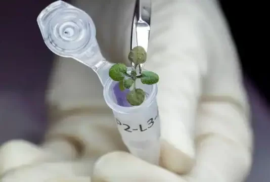 চাঁদের মাটিতে সবুজায়ন! পরবর্তী পদক্ষেপ কী?